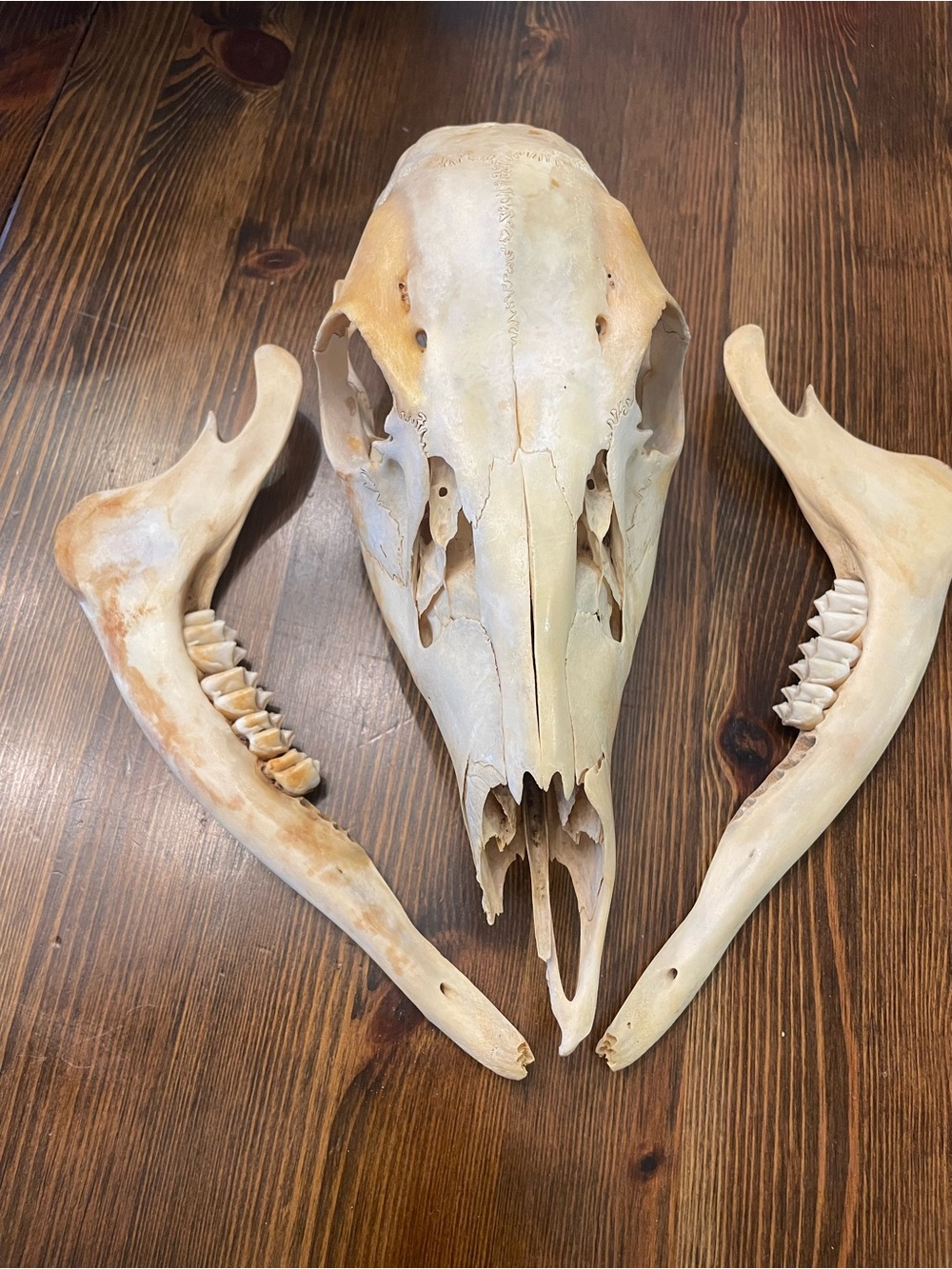 Deer Skull taxidermy